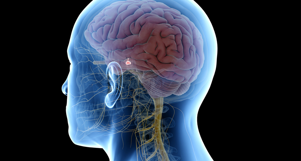 The pituitary gland controls hormones in the body